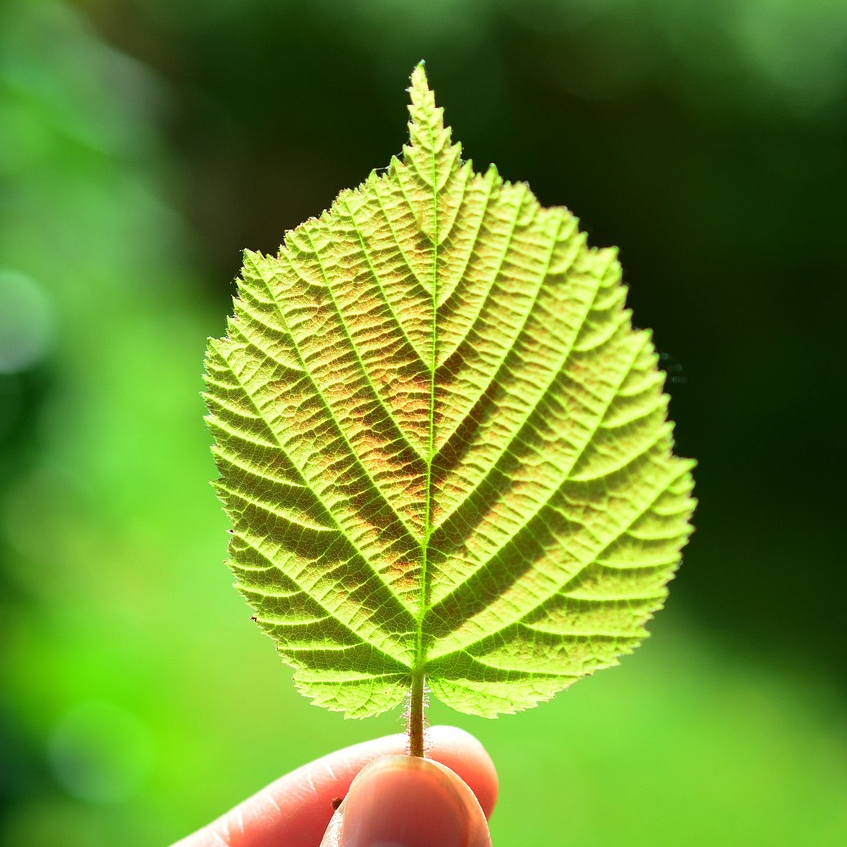 Leaf held by stem