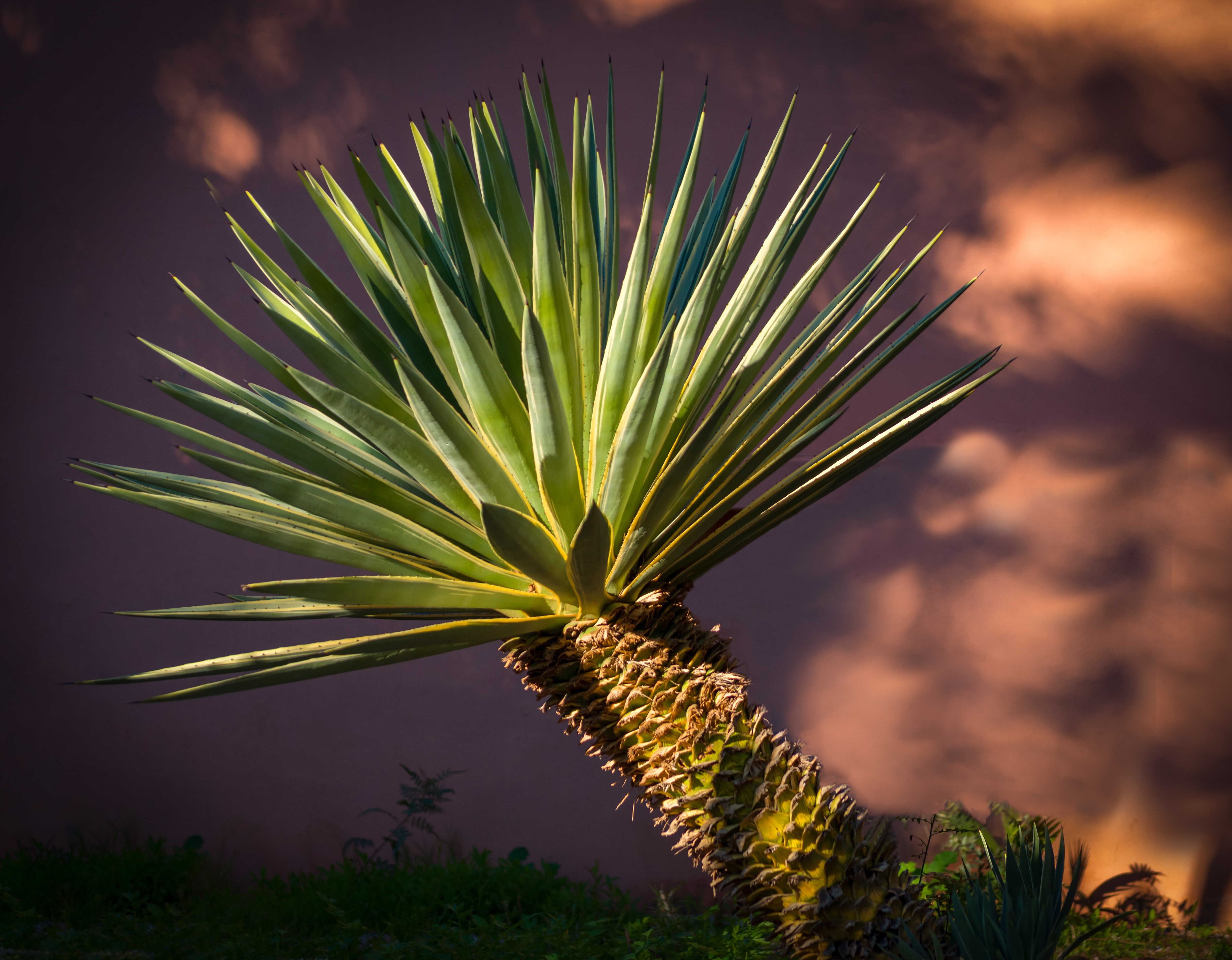 agave plant