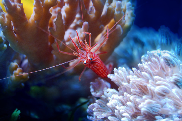 swarm of krill in the ocean